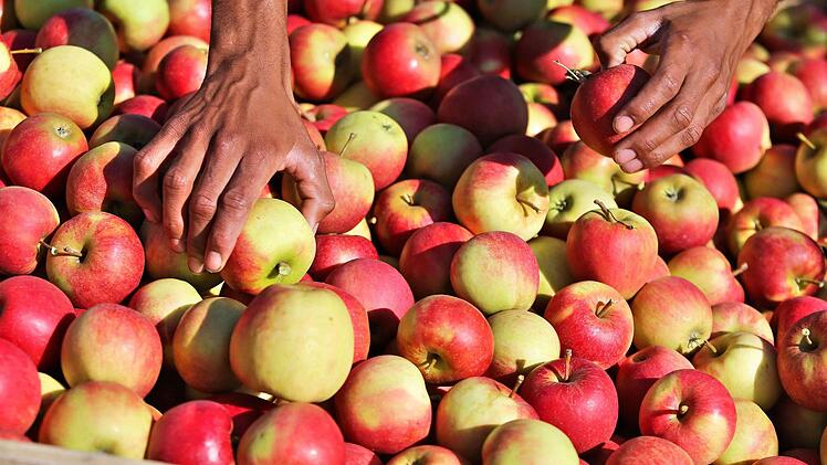 Obst verschenken oder tauschen statt den Überschuss vergammeln zu lassen - die Traumgarten AG hilft dabei. Foto: Jan Woitas/dpa