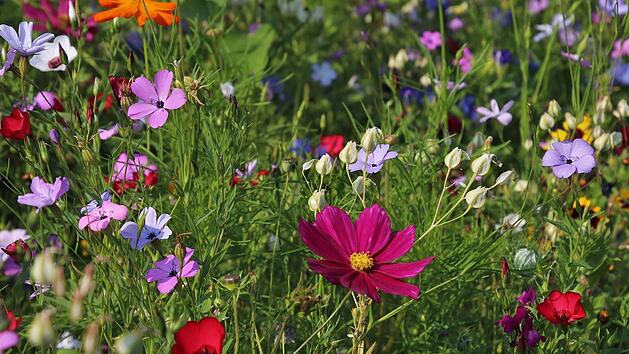 Wildblumenwiese