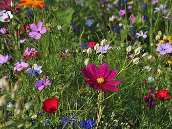 Wildblumenwiese