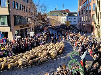 Schafe ziehen wieder durch N&uuml;rnberg: 600 Tiere auf dem Hauptmarkt
