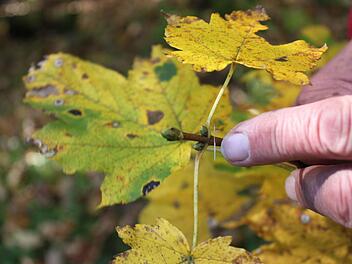 Wo die Blätter bereits abgefallen sind, sind  neue Knospen zu sehen, die schon jetzt das kommende Frühjahr ankündigen.