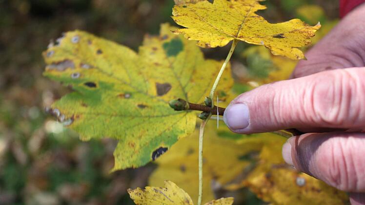 Wo die Blätter bereits abgefallen sind, sind  neue Knospen zu sehen, die schon jetzt das kommende Frühjahr ankündigen.