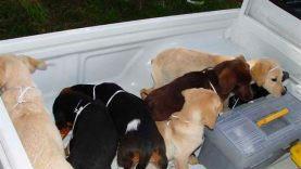 Unmenschlich, herzlos und grausam: Ein Tierarzt aus Kolumbien hat Hundewelpen über Jahre Drogenpäckchen in den Bauch operiert. Die Welpen wurden so als Drogen-Kuriere missbraucht. Foto: Uncredited/U.S. Drug Enforcement Administration/dpa