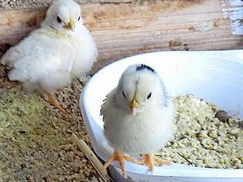 Die Küken haben in der Schauvoliere auch einen warmen Stall. Foto: Roland Meister
