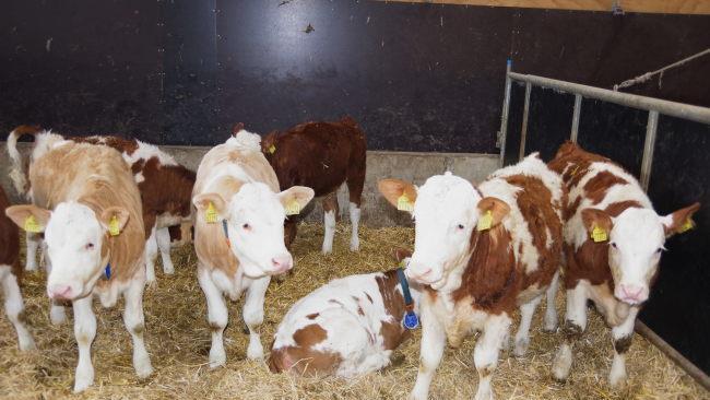 Die Kälbchen haben ihren eigenen Bereich im Stall.
