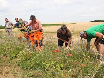 In Aidhausen blüht eine kleine Fläche voller Wildblumen - die Teilnehmer des Workshops entfernen Unkraut. Jutta Rudel