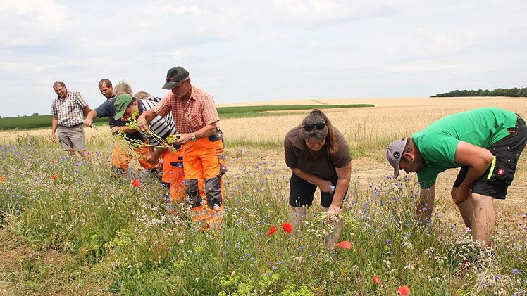In Aidhausen blüht eine kleine Fläche voller Wildblumen - die Teilnehmer des Workshops entfernen Unkraut. Jutta Rudel