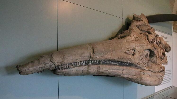 Besonders beeindruckend am Banzer Ichthyosaurus-Schädel ist seine Dreidimensionalität - das sei bei den anderen Schädeln dieser Art nicht der Fall, sagt Museumsleiterin Eichner-Grünbeck.Matthias Einwag