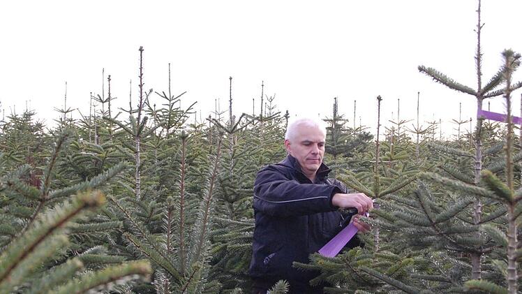 Herbert Volpert markiert die Qualit&auml;t der B&auml;ume vor dem F&auml;llen mit einem Etikett. Wolfgang D&uuml;nnebier