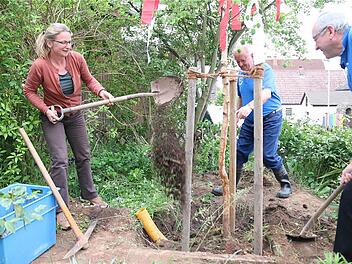 Dass der Baum gepflanzt und nicht gesägt wurde, erfreute die naturbewusste Ortsbeauftragte Elisabeth Assmann. Foto: Gerd Schaar