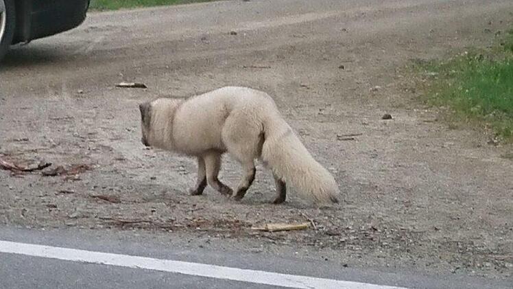 Ungew&ouml;hnlicher Tierfund im mittelfr&auml;nkischen Colmberg (Landkreis Ansbach). Die Polizei ermittelt: Wem geh&ouml;rt dieser Polarfuchs? Foto: Polizeiinspektion Ansbach