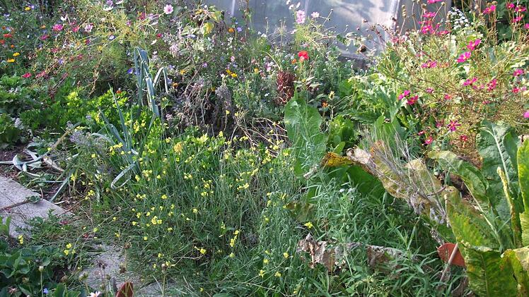 Der auf den ersten Blick "unordentliche" Garten entpuppt sich bei genauerem Hinsehen als wahres Bienenparadies.  Foto: Silvia Unger