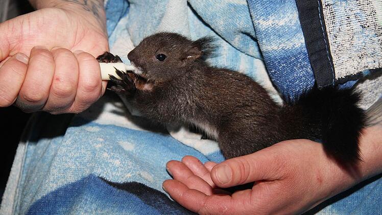 Für die Erstversorgung von Eichhörnchen genügt Fencheltee. Normale Milch vertragen sie nicht.