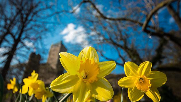 &Uuml;berwiegend heiter und Temperaturen bis 20 Grad - laut "Wetterochs" wird der Sonntag genauso sch&ouml;n, wie der Samstag war. Foto: Andreas Arnold/dpa