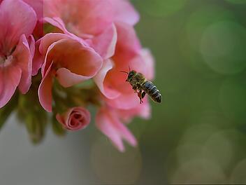Der Mangel an Futterpflanzen ist leider nur ein Teil der Ursachen, warum die Bienen sterben.