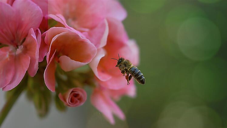 Der Mangel an Futterpflanzen ist leider nur ein Teil der Ursachen, warum die Bienen sterben.