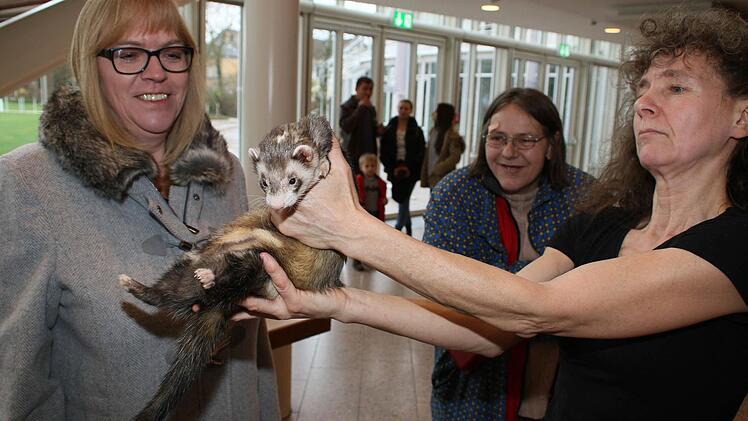 Ileana M&uuml;ller hatte ein Frettchen mit ins Kongresshaus Rosengarten gebracht. Foto: Desombre