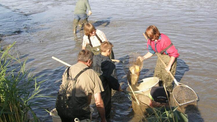 Beim Abfischen sieht es an jedem Weiher gleich aus. Allerdings dürfen Teichwirte maximal 800 zweijährige Karpfen in einen Weiher setzen, wenn sie ihre Fische "Aischgründer Karpfen" nennen wollen. Foto: Pauline Lindner/Archiv