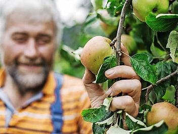 Hans-Karl Hertel prüft einen Sächsischen Königsapfel. Insgesamt hat er auf seiner Obstbaumwiese mehr als 30 Apfelsorten.  Foto: Hendrik Steffens