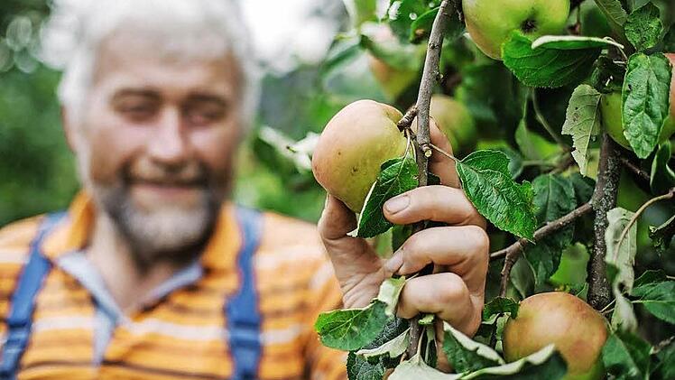 Hans-Karl Hertel prüft einen Sächsischen Königsapfel. Insgesamt hat er auf seiner Obstbaumwiese mehr als 30 Apfelsorten.  Foto: Hendrik Steffens