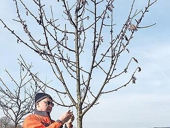 Obstbaumbeauftragter Wolfgang Reidelbach bringt gemeinsam mit den Kindern die Namensschilder f&uuml;r die neuen Obstbaumpaten an.