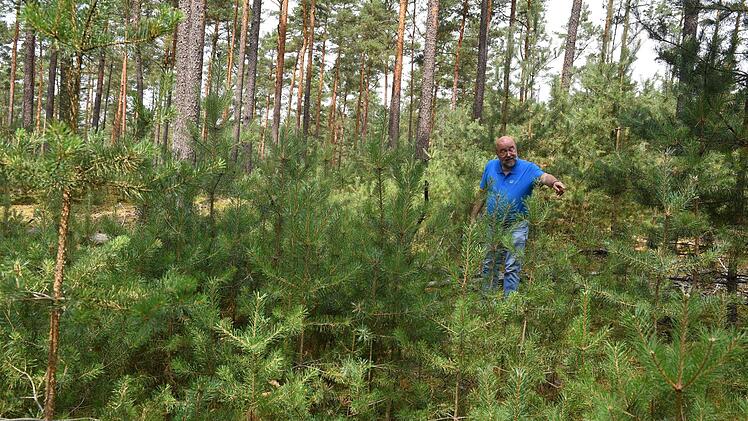Der Wald verjüngt sich von ganz alleine: Hadwiger zeigt junge Kiefern. Foto: Ronald Rinklef