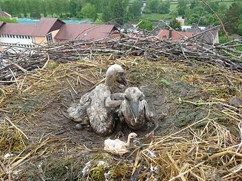 Drei Jungvögel kauern im durchnässten Nest auf dem Mönchsturm.Foto: Jochen Willecke
