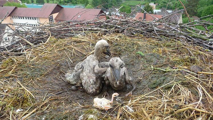 Drei Jungvögel kauern im durchnässten Nest auf dem Mönchsturm.Foto: Jochen Willecke