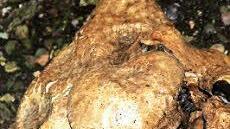 An einem Höchstadter Keller stehen mehrere Gruppen des Pilzes