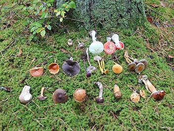 Diese vielen verschiedenen Pilze wachsen in der Grethelmark. Obere Reihe von links: Erdstein (ungenießbar), Lila Risspilz (giftig), Gelblicher Knollenblätterpilz (giftig), Fliegenpilz (giftig). Mittlere Reihe von links: Fichtenblutreizker (Speisepilz), Flämmling (ungenießbar), Erdritterling (essbar,  aber Verwechslung mit giftigen Verwandten möglich), Violetter Lacktrichterling (Speisepilz), Trompetenpfifferling (Speisepilz), Falscher Pfifferling (ungenießbar), Graublättriger Schwefelkopf (Sp...