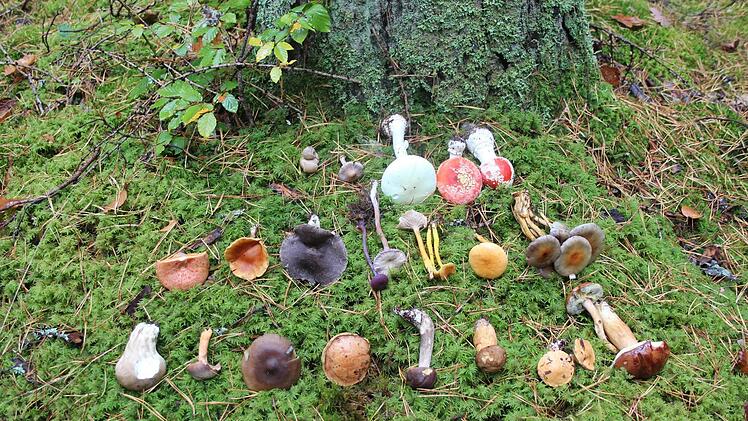 Diese vielen verschiedenen Pilze wachsen in der Grethelmark. Obere Reihe von links: Erdstein (ungenießbar), Lila Risspilz (giftig), Gelblicher Knollenblätterpilz (giftig), Fliegenpilz (giftig). Mittlere Reihe von links: Fichtenblutreizker (Speisepilz), Flämmling (ungenießbar), Erdritterling (essbar,  aber Verwechslung mit giftigen Verwandten möglich), Violetter Lacktrichterling (Speisepilz), Trompetenpfifferling (Speisepilz), Falscher Pfifferling (ungenießbar), Graublättriger Schwefelkopf (Sp...