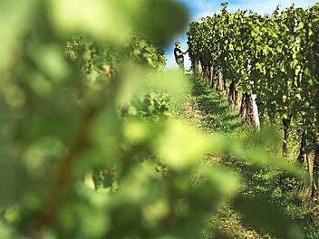 Das Wetter während der Ernte hat in den vergangenen Herbstwochen gepasst. Foto: Arkadius Guzy