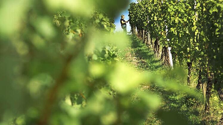 Das Wetter während der Ernte hat in den vergangenen Herbstwochen gepasst. Foto: Arkadius Guzy