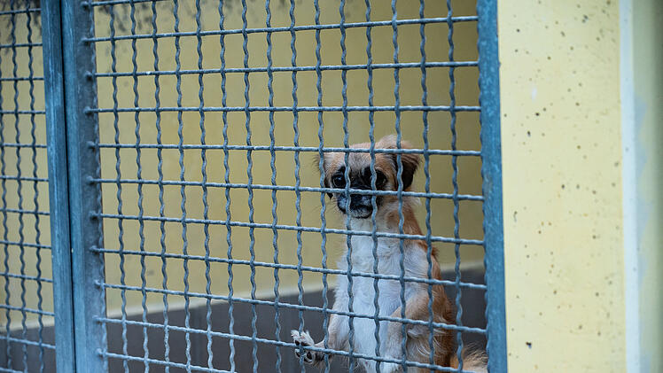 Haustiere sind keine Weihnachtsgeschenke: Tierheim Nürnberg stellt Vermittlung über die Feiertage ein
