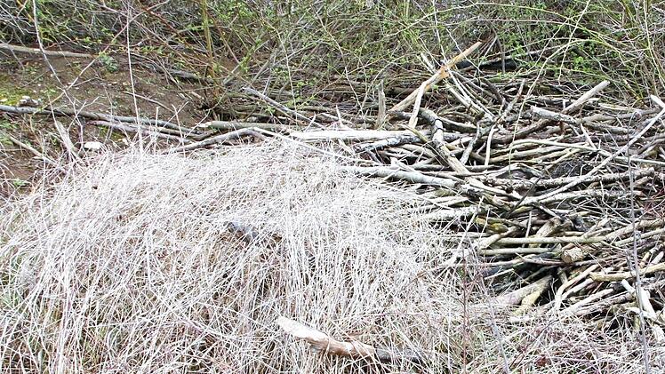 Offenbar wollen Biber hier eine Burg errichten. Sie haben fleißig Material gesammelt.  Fotos: dpa (1) J. Hofbauer (4)