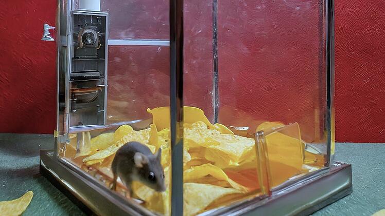Cinecittà Nürnberg: Maus in Nacho-Box entdeckt - Kino reagiert auf Nager-Problem