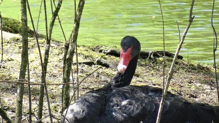 Schwan beim Brüten in der Rosenau Anfang MaiFoto: Jochen Berger