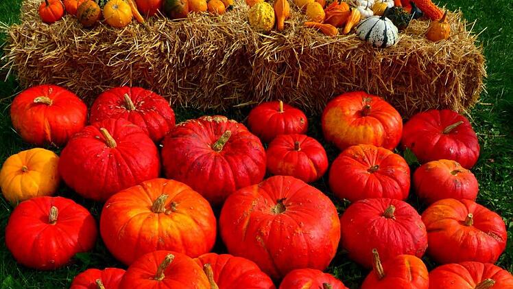 In allen Farben und Größen waren beim Kürbisfest der Frankenfarm die großen Früchte zu bewundern. Fotos: Dieter Hübner