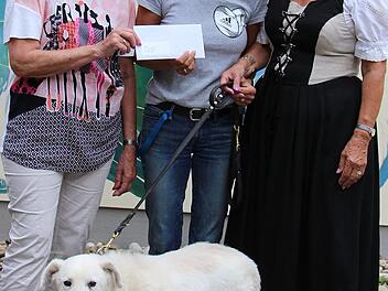 Hilfe f&uuml;rs Tierheim