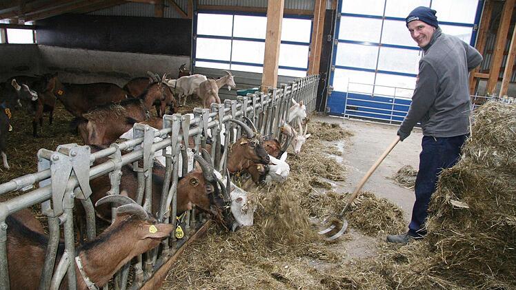 Landwirt Dominik Greim aus Marktschorgast hat feste Fütterungs- und Melkzeiten bei seinen Ziegen, Doch nach der Zeitumstellung geben die Tiere kurzfristig weniger Milch. Fotos: Sonja Adam
