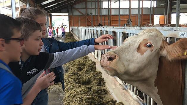 Der neue Geruch ist schnell vergessen, alle wollen die K&uuml;he streicheln. Foto: Anette Schreiber