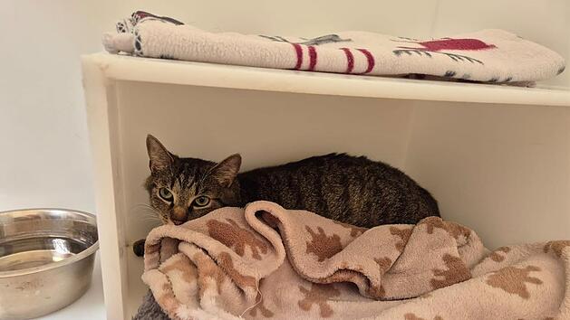 Tierheim N&uuml;rnberg verst&auml;ndnislos: Katze w&auml;hrend Unwetter einfach ausgesetzt