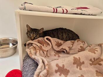 Tierheim N&uuml;rnberg verst&auml;ndnislos: Katze w&auml;hrend Unwetter einfach ausgesetzt