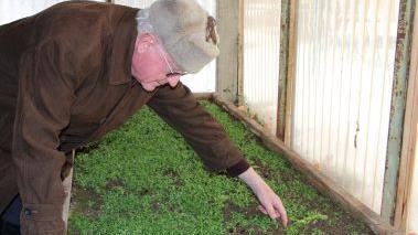 Jede Menge Feldsalat gibt es im geschützten Treibhaus zu ernten.