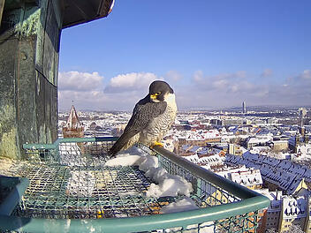 Nürnberg: Gute Nachrichten von der Wanderfalkenbrut auf der Kaiserburg - bereits vier Eier gesichtet