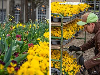 Tausende Frühlingspflanzen für Bad Kissingen - Motive aus Blumen Tausende Frühlingspflanzen für Bad Kissingen - Motive aus Blumen