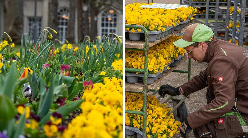 Tausende Fr&uuml;hlingspflanzen f&uuml;r Bad Kissingen - Motive aus Blumen
