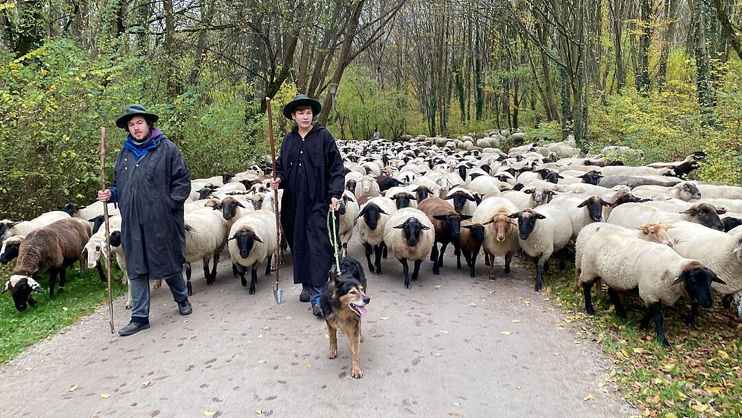 Hunderte Schafe ziehen durch Nürnberg - Naturspektakel in Bildern