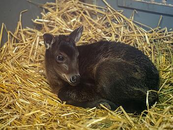 N&uuml;rnberg: Erster gro&szlig;er Zuchterfolg bei seltenen Gelbr&uuml;ckenduckern - Nachwuchs im Tiergarten zu sehen