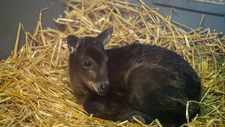 Nürnberg: Erster großer Zuchterfolg bei seltenen Gelbrückenduckern - Nachwuchs im Tiergarten zu sehen